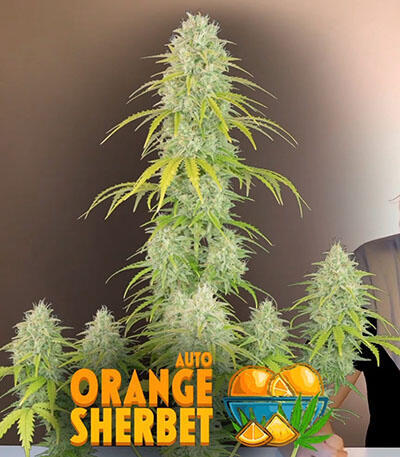Семена сорта Orange Sherbet Auto fem (FastBuds)