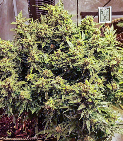 Семена сорта Deep Mandarine CBD fem (Delicious Seeds)