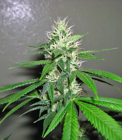 Семена сорта Kaia Kush fem (Green House Seed)