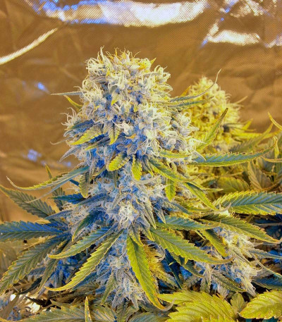 Семена сорта Killer Kush Auto fem (Sweet Seeds)