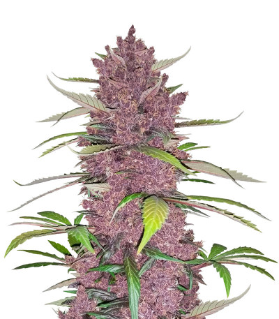 Семена сорта Purple Lemonade Auto fem (FastBuds)