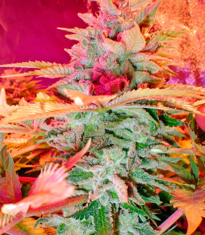 Семена сорта Afghan Kush X Skunk fem (World of Seeds)