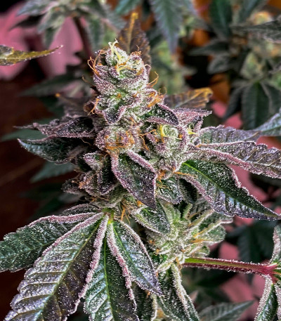 Семена сорта Animorph Mints fem (Compound Genetics)