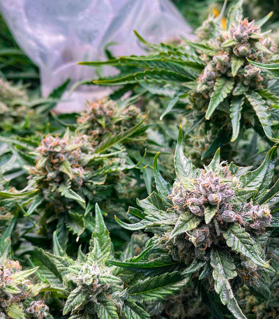 Семена сорта Astral Auto fem (Семяныч)