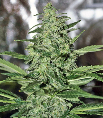 Семена каннабиса Dark Delight