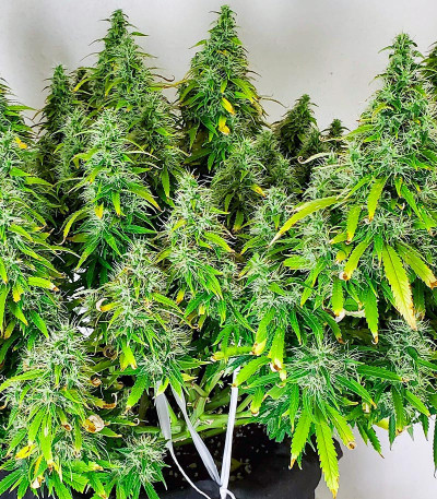 Семена сорта Glue Gelato Auto fem (Barney's Farm)