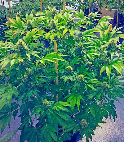 Семена сорта OG Kush fem (Humboldt Seeds)