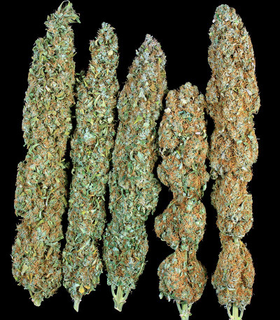 Семена сорта Serious Happiness fem (Serious Seeds)