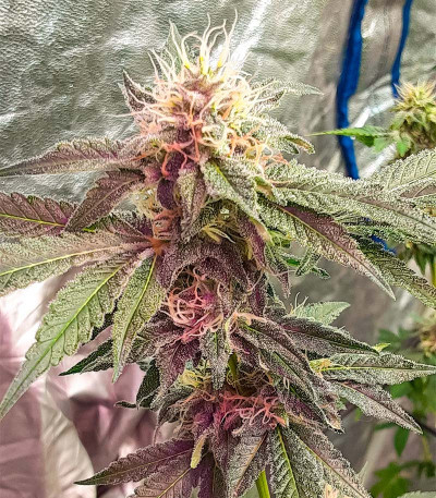 Семена конопли сорта Zoap от 7CH American