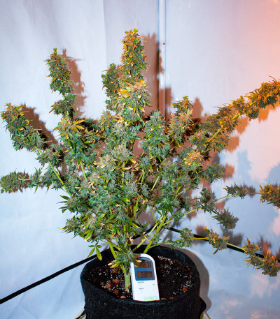 Семена сорта AFS Princess fem (AlphaFem Seeds)