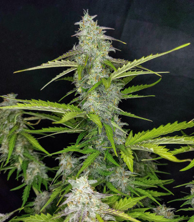 Семена сорта Auto Blueberry fem (Dutch Passion)
