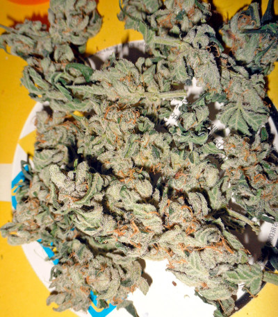 Семена сорта Damnesia Autoflowering fem (Strain Hunters)