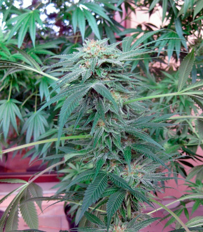 Семена сорта Durga Mata II CBD fem (Paradise Seeds)