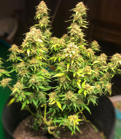 Семена сорта Quarter Pounder Autoflower fem (Easy Grow Seeds)