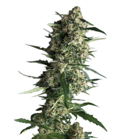 Семена сорта Auto Galaxy fem (Pyramid Seeds)