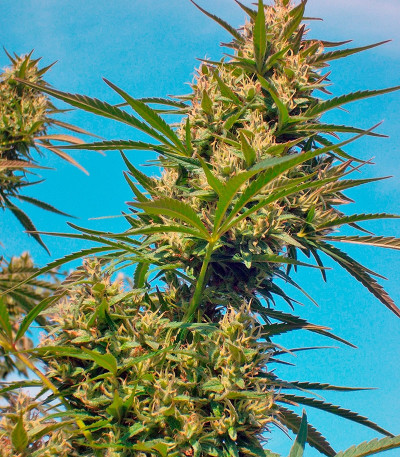 Семена сорта Crimea Blue fem