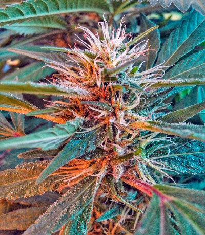 Семена сорта Dutch Kush fem (Paradise Seeds)