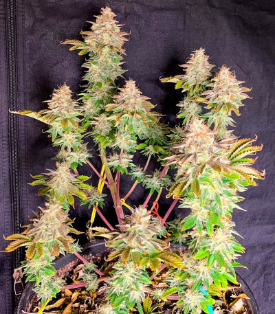Семена сорта Jungle Lava fem (Original Sensible Seeds)