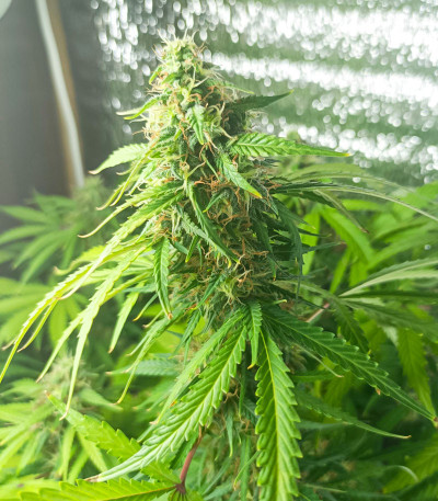 Семена сорта Amnesia Lemon Auto fem (Семяныч)