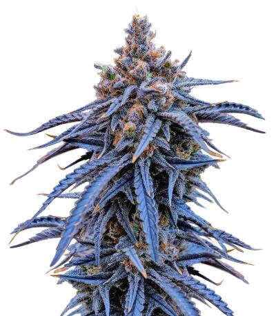 Семена сорта Insane OG