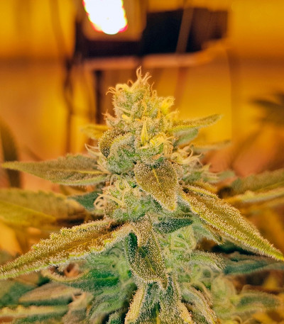 Сорт каннабиса Glueberry O.G. 