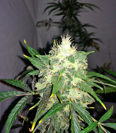 Семена сорта OG Kush Automatic fem (Nirvana Seeds)