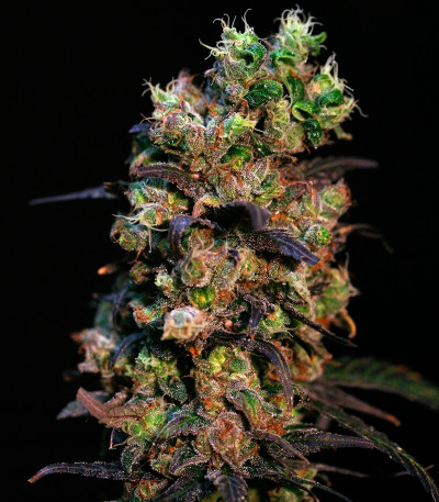 Семена сорта Pink Plant fem