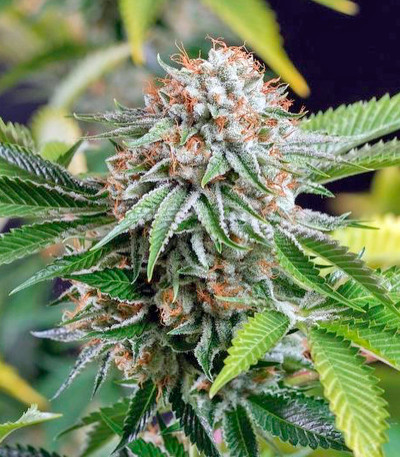 Семена сорта Sapphire OG fem (Humboldt Seed Organization)