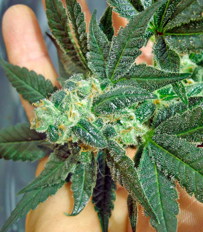 Семена сорта Venus Flytrap fem