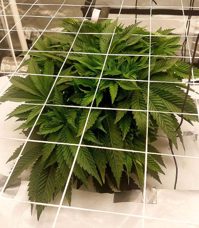 Семена сорта Future #1 fem (Blimburn Seeds)