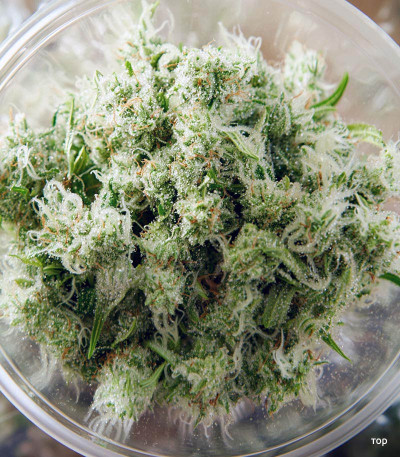 Семена сорта Wedding Glue Auto fem (FastBuds)