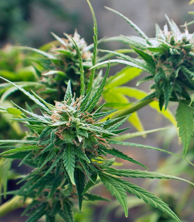 Семена каннабиса Trance в оригинальной упаковке