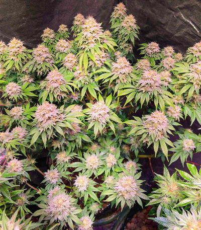 Семена сорта Auto White Widow fem (Victory Seeds)