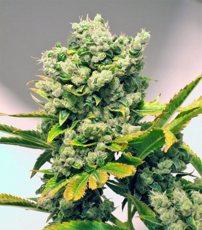 Семена сорта Damn Sour fem