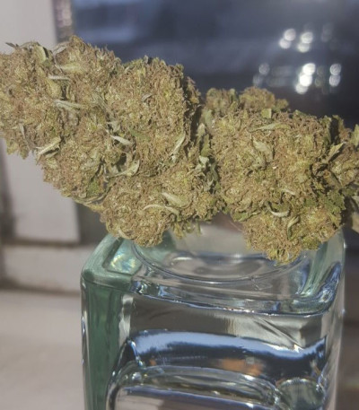 Семена сорта Delhi Friend fem (Dr. Krippling Seeds)