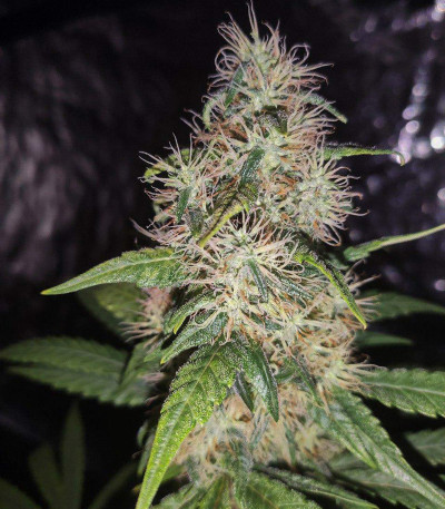 Семена сорта White Widow fem (Dutch Passion)