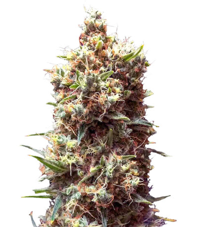 Семена сорта Tropicana Cookies Auto fem (Cali Buds Seeds)
