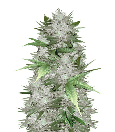 Семена сорта Mighty Mango Bud fem (Vision Seeds)