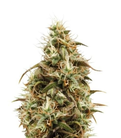 Семена сорта Royal Jack Automatic fem (Royal Queen Seeds)