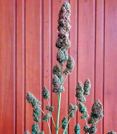 Семена сорта Bubble Gum reg (Serious Seeds)