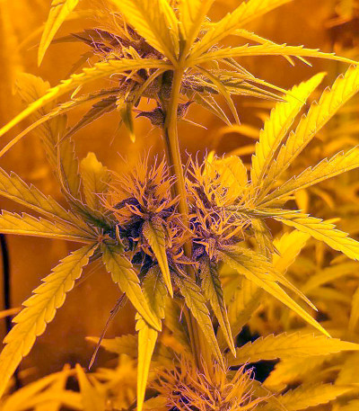 Семена сорта Dedoverde Haze fem