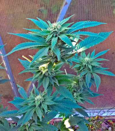 Семена сорта Diesel fem (Dinafem Seeds)