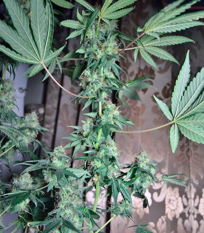 Семена каннабиса Euforia