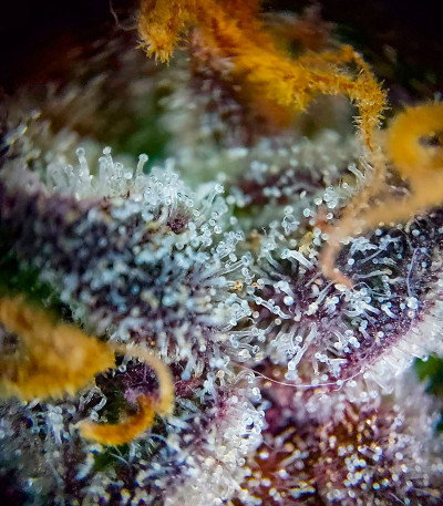 Семена сорта Grape Kong Auto fem от Семяныча