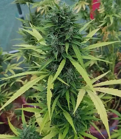 Семена сорта GMO Auto fem (Barney's Farm)