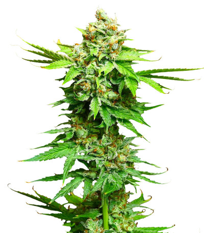 Семена сорта Peanut Butter OGKB fem (Original Sensible Seeds)