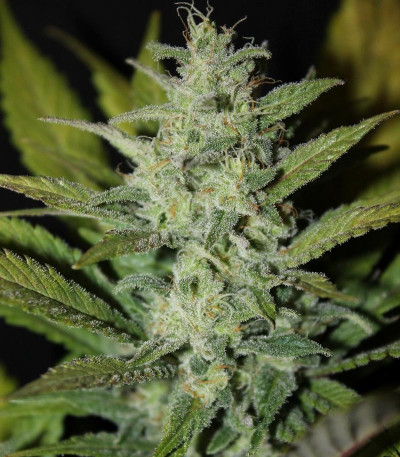 Семена сорта ICE fem (Female Seeds)