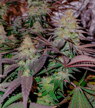 Семена сорта Planet of the Grapes RBX fem (Ethos Genetics)