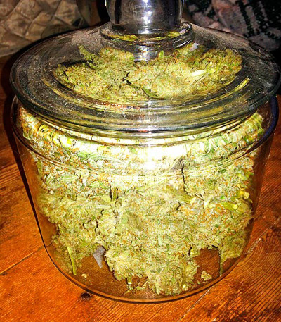 Семена сорта Strawberry Blue fem (World of Seeds)