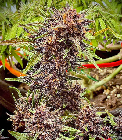 Семена сорта Purple Lemonade FF fem (FastBuds)